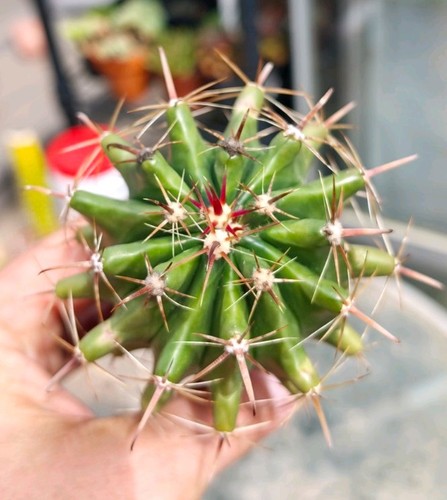 Ferocactus stainesii - ferocactus,