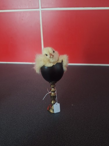 Taxidermy chick egg on - taxidermy, in