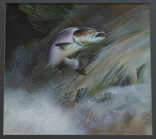 Chris sharp salmon leaping - chris,