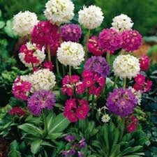 PRIMULA DENTICULATA 'MIX' -