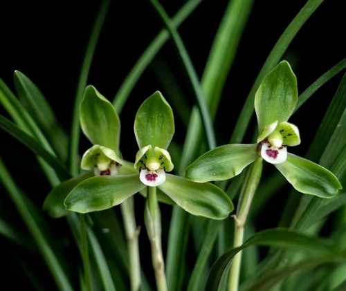 Rare cymbidium goeringii - cymbidium, 'cui