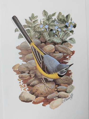 Tunnicliffe grey wagtail - grey,