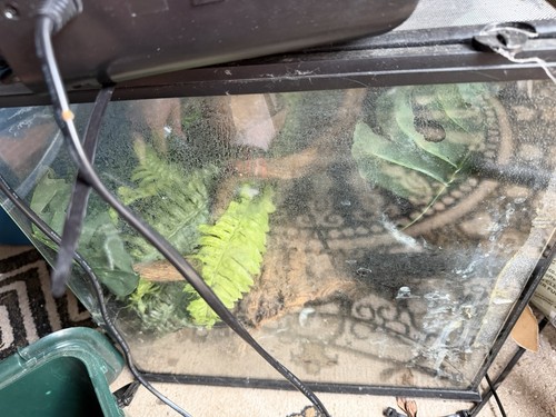 Vivarium reptile - vivarium,