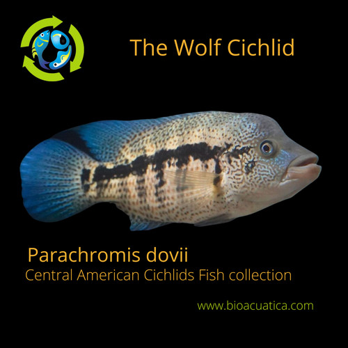 The wolf cichlid blue - the,
