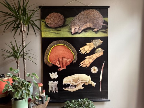 Vintage hedgehog school chart - vintage,