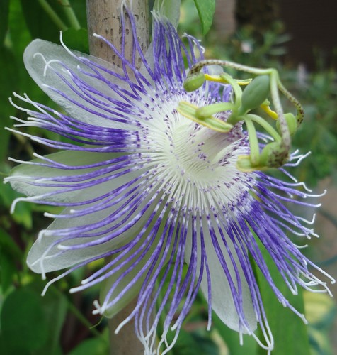 Young passion flower - young,
