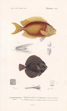 1861 BLUE-SPOTTED SPINEFOOT & Gem Tang Fish Print - Antique - 5.75 x 9.75 Inches