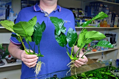 Large anubias barteri broad - large,