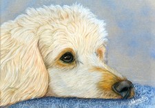 White Poodle Portrait Fine Art