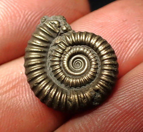 Crucilobiceras pyrite ammonite