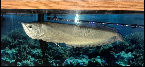 Silver arowana 24 - arowana, 22”