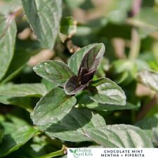 Herb Plants Healing Medicinal Herbs Seedlings, Plants |Varieties | Grow your Own