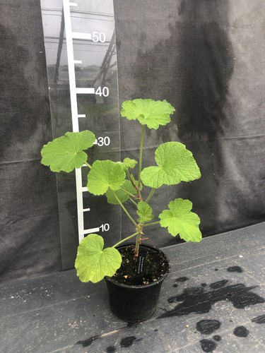 Pelargonium papilionaceum