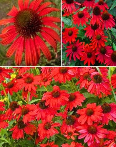 Echinacea red shades - "red, shades"