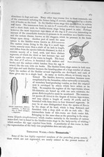 Old Antique Print Natural History 1896 Trematode Worms Tape-Worm Toenia 19th