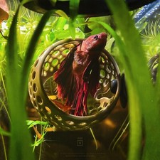Betta Cave Lounge Hammock Fish