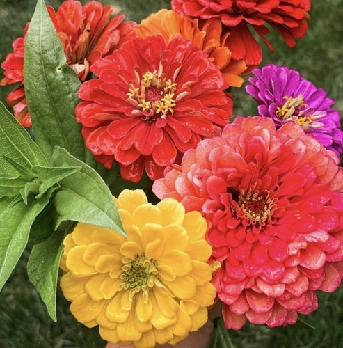 Zinnia oklahoma mix colourful - zinnia,