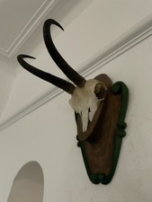 Mountain Goat Horns antlers