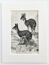 Klipspringer Antelope Print - 1893 Mounted Antique Black & White Engraving