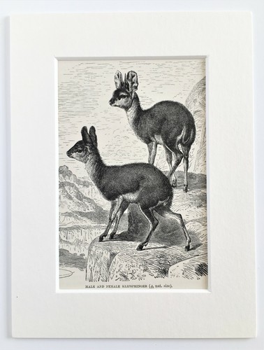 Klipspringer antelope print - antelope,