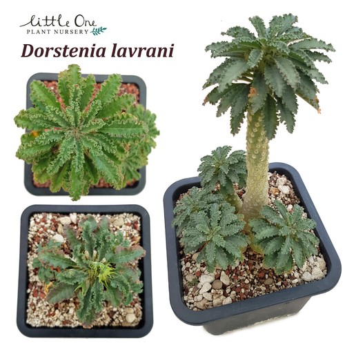 Dorstenia lavrani seeds for