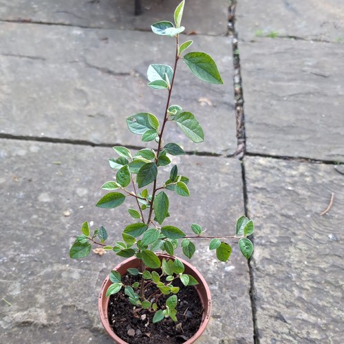 Cotoneaster franchetii sapling - cotoneaster,