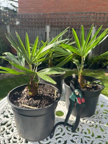 Rare trachycarpus fortunei - rare,