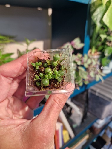 String pearls x plant - x,