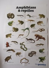 Amphibians & Reptiles Giant A1