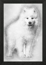 Samoyed puppy standing aga