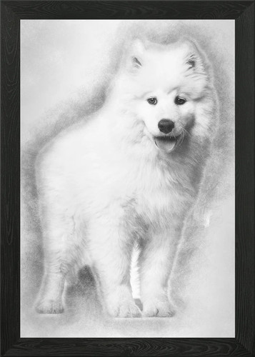 Samoyed puppy standing aga