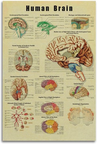Vintage human brain anatomy - brain,