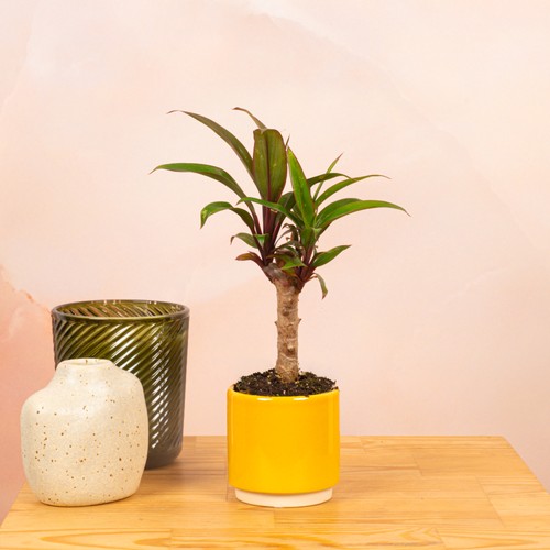 Baby cordyline fruticosa - cordyline,