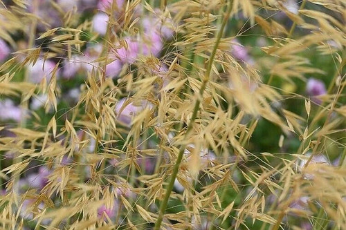 Stipa gigantea golden - stipa, oats