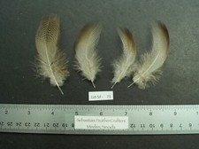 Two Pairs 3"/3.5"  Bronze Mallard Flanks Lot-SF 73