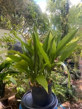Aspidistra Cast Iron Plant