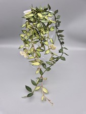 Rare HOYA Lacunosa