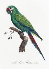 Plate No. 4 Military Macaw