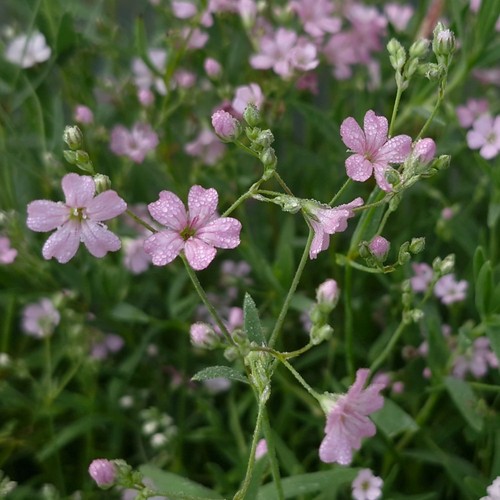 Gypsophilia repens creeping - gypsophilia,