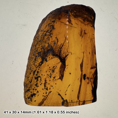 Burmese cretaceous amber with - burmese,