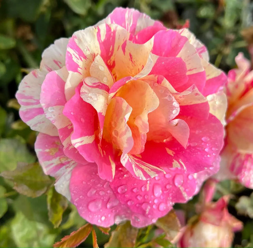 Claude monet climbing rose - claude,