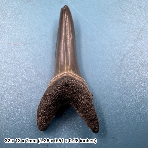 Fossil sand tiger shark tooth