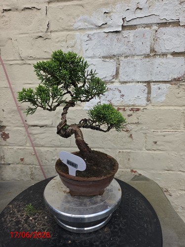 Mini juniper bonsai about 5 - ,