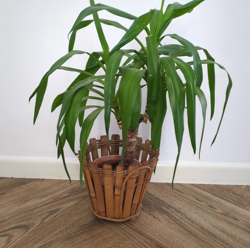 Vintage bamboo cane - vintage,