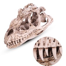 A-Resin Dinosaur Skull Model