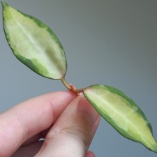 VERY RARE! Hoya Elliptica