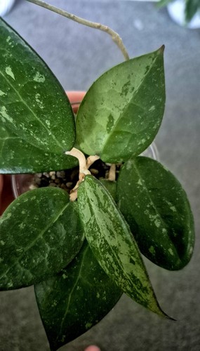 Hoya verticillata black margin - black,