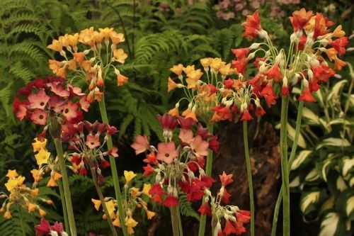 Primula florinda x5 healthy - primula,
