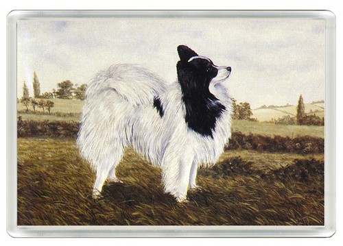 Papillon dog fridge magnet - papillon,
