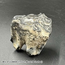 Equus Fossil Horse Tooth –